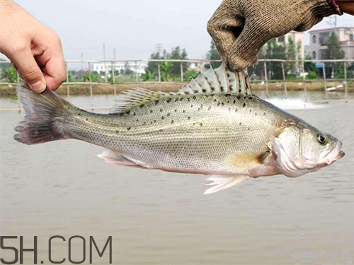 鱸魚蒸幾分鐘最好？河鱸魚和海鱸魚的區(qū)別