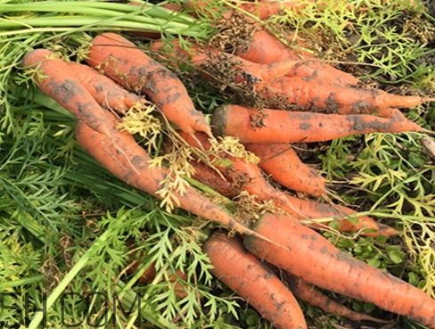 紅蘿卜的營(yíng)養(yǎng)價(jià)值_紅蘿卜的功效與作用及食用方法