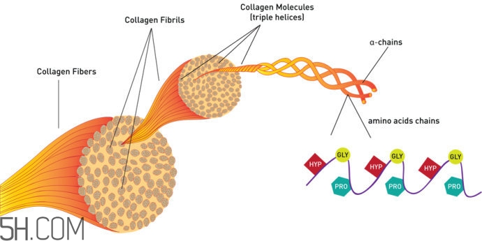 怎樣可以增加皮膚膠原蛋白 讓皮膚膠原蛋白充沛的方法