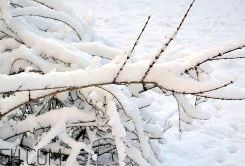 下雪能殺菌嗎 下雪可以殺菌嗎