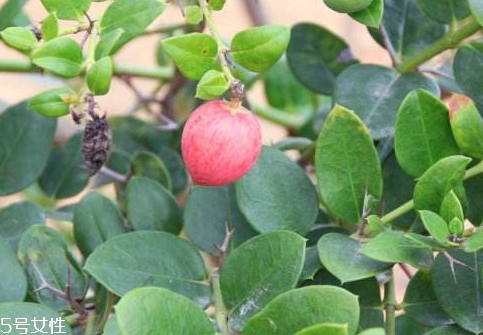 牛奶果和無(wú)花果是一種東西嗎