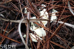 干巴菌可以人工種植嗎 至今仍未實(shí)現(xiàn)