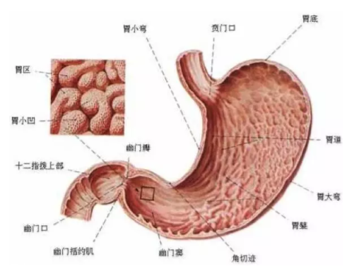 慢性胃炎是怎么造成的？吃燙食會(huì)引發(fā)胃炎