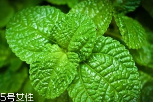 養(yǎng)花有哪些益處？節(jié)約藥費(fèi)不止一點(diǎn)點(diǎn)