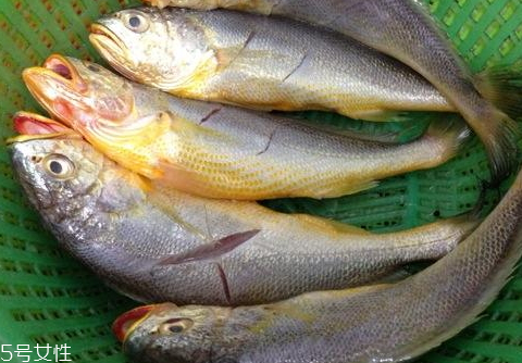 小黃魚(yú)是海魚(yú)還是河魚(yú) 海魚(yú)品種分類