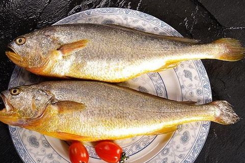 黃花魚是淡水魚還是咸水魚 海洋中長大的一種魚