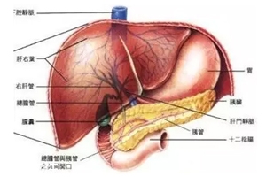 膽囊里的石頭從何而來？膽汁形成膽結(jié)石