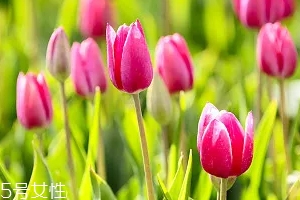 嚴(yán)禁入室的花有哪些？這7種花別養(yǎng)