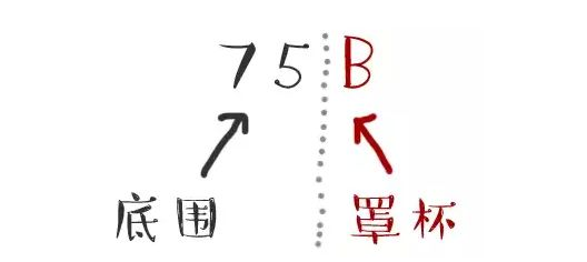 胸型有哪幾種圖解 對(duì)應(yīng)內(nèi)衣怎么選擇