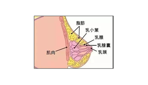 經(jīng)常跑步小腿會變粗嗎 的確會越跑越粗