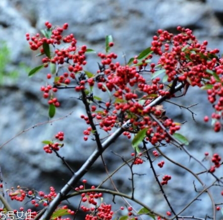 救救糧的營(yíng)養(yǎng)和功效作用