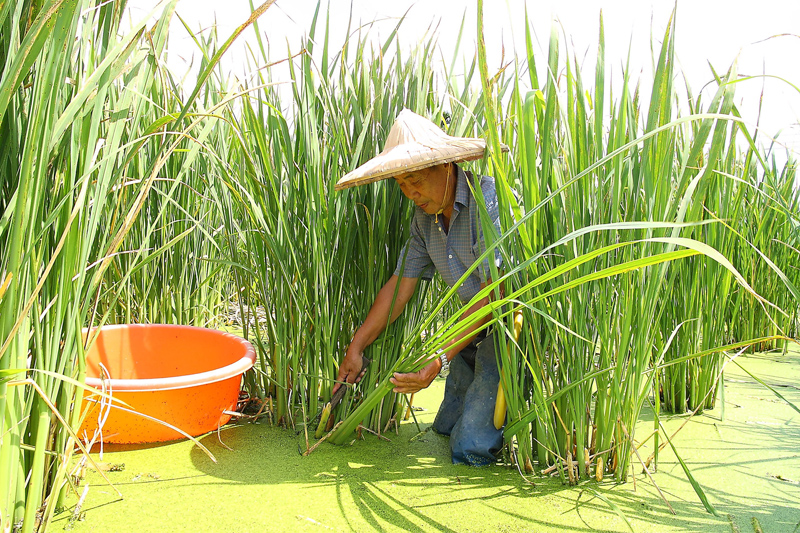 茭白怎么剝開(kāi) 茭白這樣保存與挑選