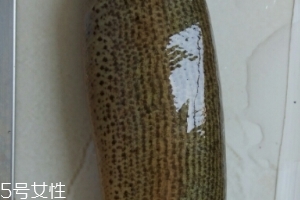 泥鰍是鯰魚嗎？泥鰍跟鯰魚不同