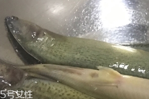 泥鰍會吃小魚嗎？這個是不會的