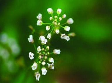 地菜花是什么菜？地菜花是熱性還是涼性