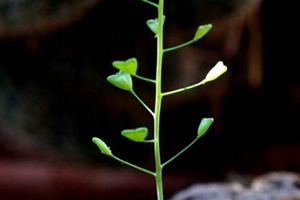 地菜花是什么菜？地菜花是熱性還是涼性