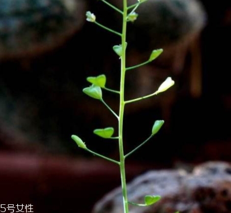 地菜花薺菜花煮雞蛋上午吃還是下午吃？