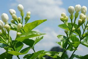 茉莉精油使用方法 茉莉精油使用注意事項(xiàng)