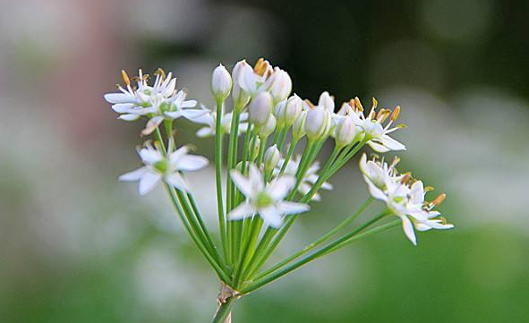 韭菜花多少錢一斤？韭菜花市場行情