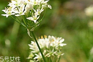 韭菜花和韭菜的區(qū)別 韭菜花是韭菜長(zhǎng)出來(lái)的花嗎