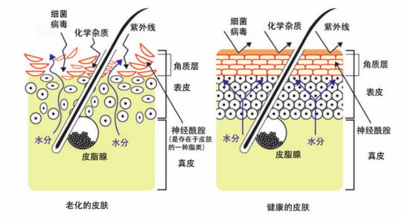 干性肌膚怎么抗皺 干性肌抗皺注意三點