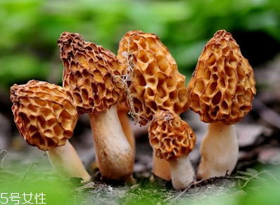 羊肚菌是發(fā)物嗎？羊肚菌屬于發(fā)物嗎？