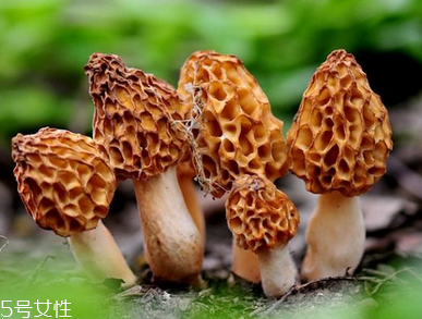 羊肚菌是什么顏色？羊肚菌是什么樣的