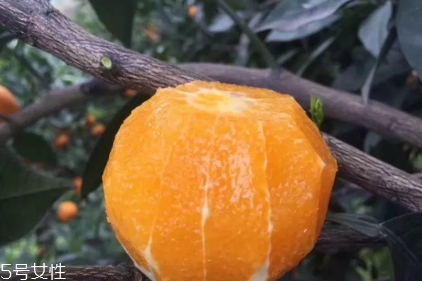 倫晚臍橙口感是酸的還是甜的？倫晚臍橙好吃嗎