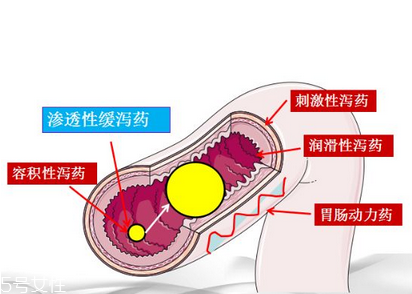 瀉藥吃了多久后開(kāi)始排便？