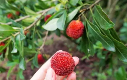 東魁楊梅好吃嗎？東魁楊梅為什么這么火