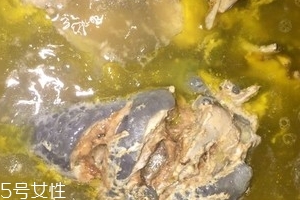 烏骨雞是烏雞嗎？烏骨雞是什么雞？