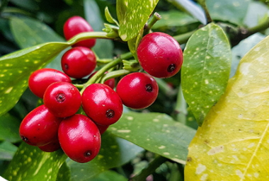 蔓越莓膠囊可以長(zhǎng)期吃嗎？蔓越莓膠囊長(zhǎng)期吃的危害