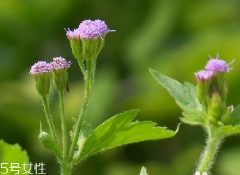 藿香和麝香是一樣嗎？藿香和麝香的區(qū)別