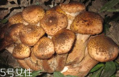 榛蘑的好處 榛蘑對人有什么益處？