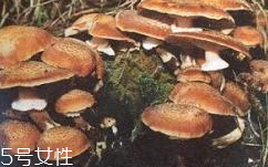 榛蘑是蘑菇嗎？榛蘑是什么蘑菇？