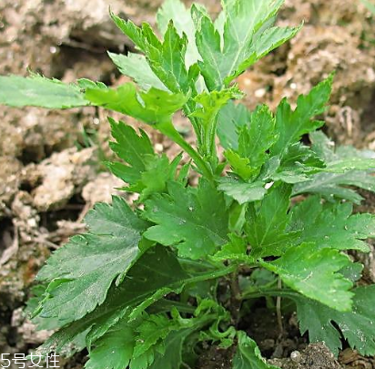 菊花腦能吃嗎？菊花腦的味道