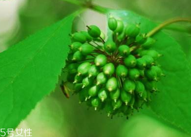 刺五加能不能做餃子餡？刺五加怎么做餃子餡？