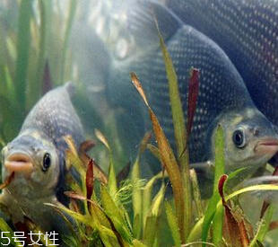 鳊魚是什么魚 鳊魚是淡水魚