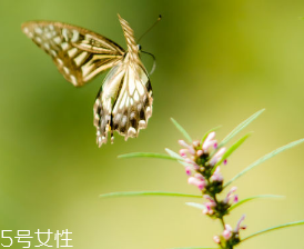 益母草對人的好處 活血調(diào)經(jīng)