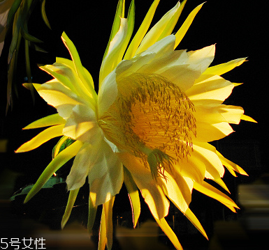 霸王花能和香菇煲湯嗎 一起煲湯味道更好