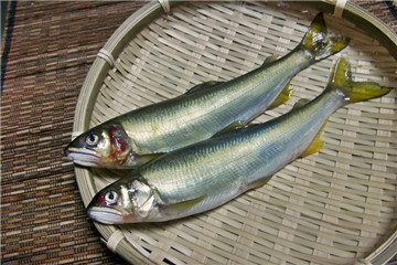 新鮮香魚(yú)怎么挑選與保存