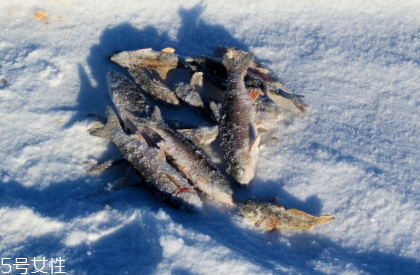 冷凍魚營養(yǎng)會流失嗎 冷凍保質期更長