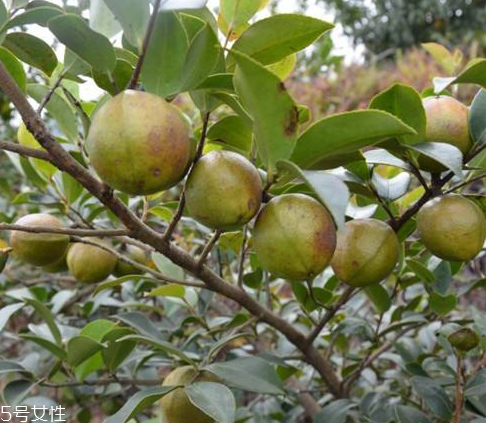 茶油會變質(zhì)嗎 這個是肯定的