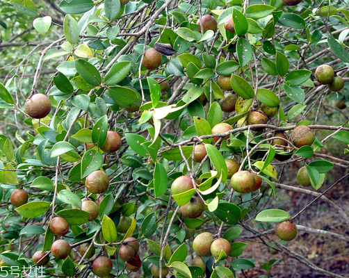 茶油會變質(zhì)嗎 這個是肯定的