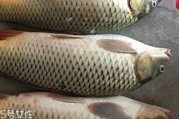 草魚(yú)是海鮮嗎 肯定不是