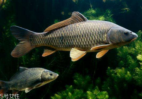 草魚(yú)是海鮮嗎 肯定不是