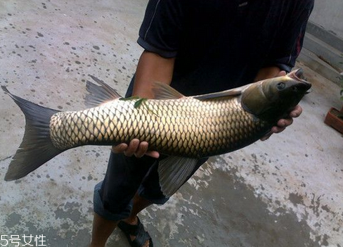 鯽魚是羅非魚嗎 淡水魚跟海魚