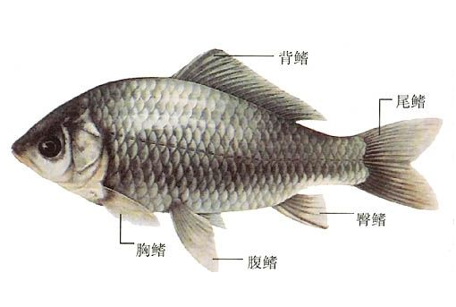 鯽魚(yú)能清蒸嗎 清蒸也是一種美味