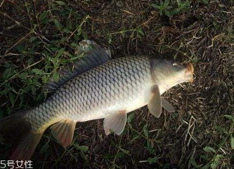 鯉魚(yú)肉是紅色的正常嗎 這個(gè)不一定