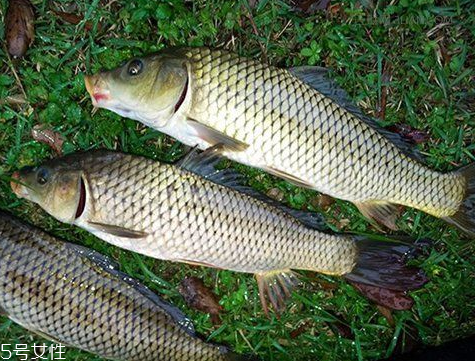 鯉魚(yú)肉是紅色的正常嗎 這個(gè)不一定